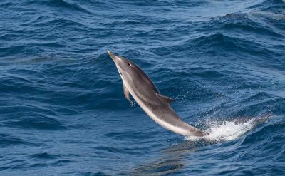Strimmig delfin (Stenella coeruleoalba)