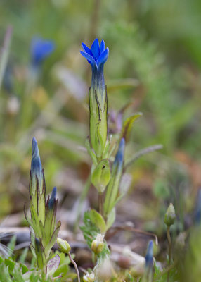 Fjllgentiana (Gentiana nivalis)