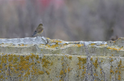 Red-flanked Bluetail (Tarsiger cyanurus)