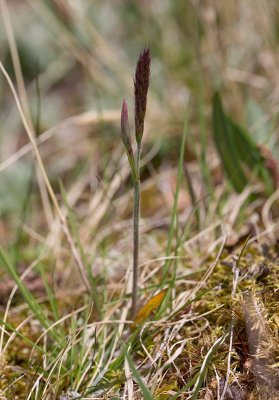 Fjllhavre (Trisetum spicatum)
