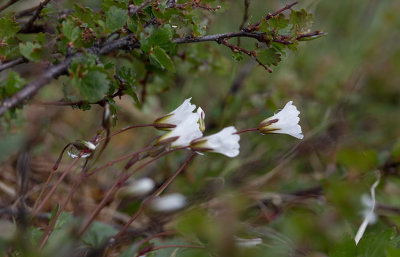 Fjällarv (Cerastium alpinum)