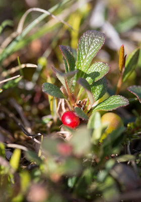 Ripbr (Arctous alpina)