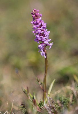 Brudsporre (Gymnadenia conopsea)