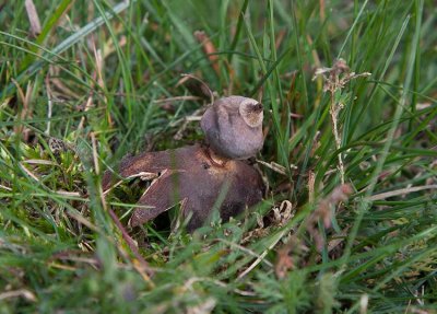 Dvrgjordstjrna (Geastrum schmidelii)