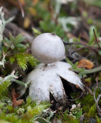 Liten jordstjrna (Geastrum minimum)