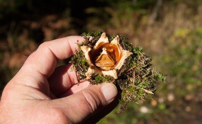 Kamjordstjrna (Geastrum pectinatum)