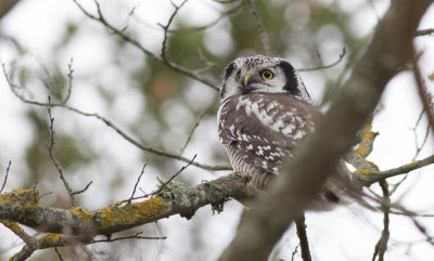 Northern Hawk Owl (Surnia uvula)	