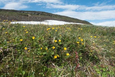 Vrfingerrt (Potentilla crantzii)