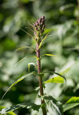 Torta (Cicerbita alpina )