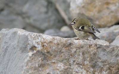 Goldcrest (Regulus regulus)