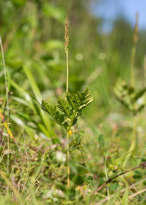 Stor lsbrken (Botrychium virginianum)