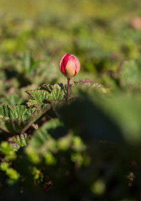 Hjortron (Rubus chamaemorus)