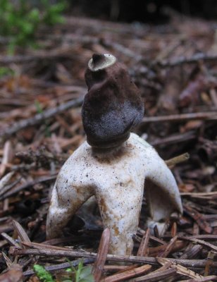 Fyrflikig jordstjrna (Geastrum quadrifidum)