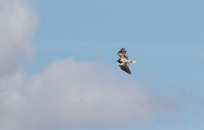 Egyptian Vulture (Neophron percnopterus)