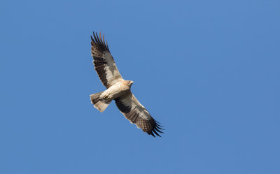 Booted Eagle (Hieraaetus pennatus)	