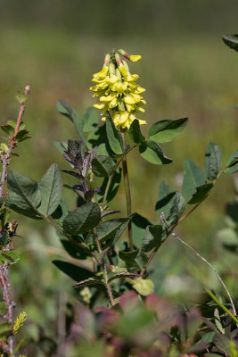 Isvedel (Astragalus frigidus)