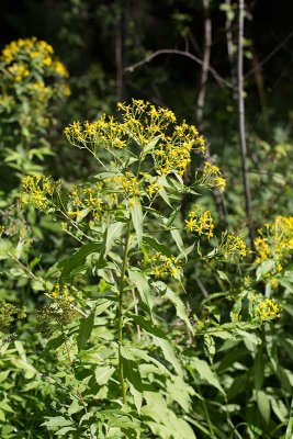 Glesstnds (Senecio ovatus)