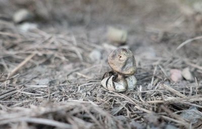 Fltjordstjrna (Geastrum campestre)