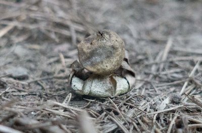 Fltjordstjrna (Geastrum campestre)