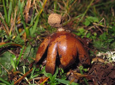 Hrig jordstjrna (Geastrum melanocephalum)