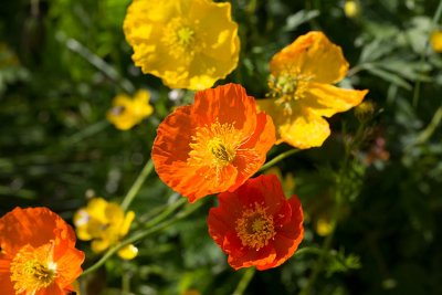 Sibirisk vallmo (Papaver croceum)	