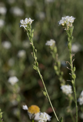 Sandvita (Berteroa incana)