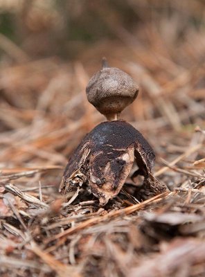 Strv jordstjrna (Geastrum berkeleyi)