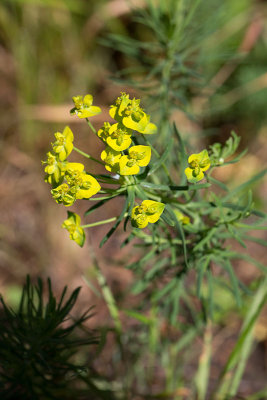 Vårtörel (Euphorbia cyparissias)