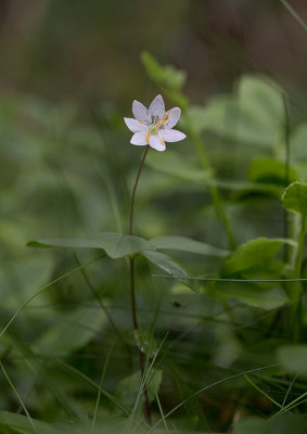 Skogsstjrna (Trientalis europaea)