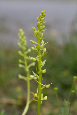 Grönvit nattviol (Platanthera chlorantha)