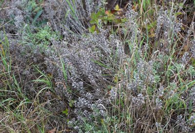 Liten stenrt (Alyssum montanum)