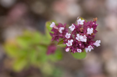 Kungsmynta (Origanum vulgare)