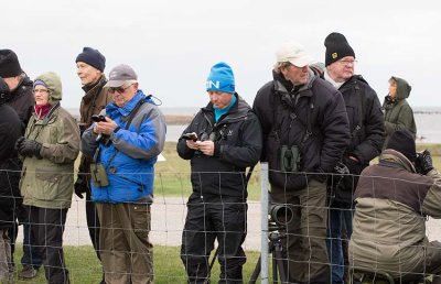 Waiting for a Siberian Accentor	
