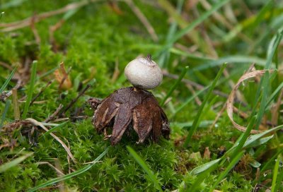 Kornig jordstjrna (Geastrum pseudostriatum)