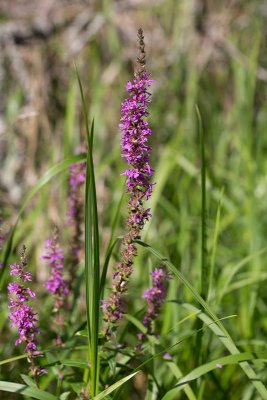 Fackelblomster (Lythrum salicaria)