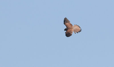 Common Kestrel (Falco tinnunculus)