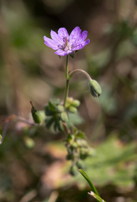 Mjuknva (Geranium molle)