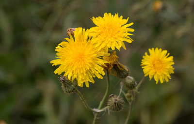 kermolke (Sonchus arvensis)