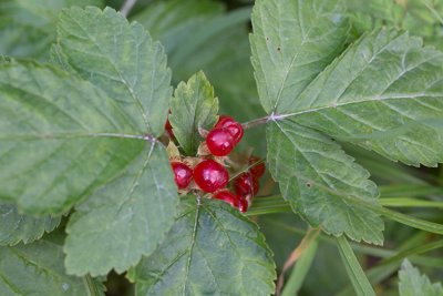 Stenbr (Rubus saxatilis)