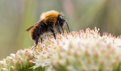 Gotlandshumla (Bombus pascuorum gotlandicus)