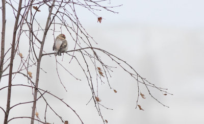 Arctic Redpoll (Acanthis hornemanni)