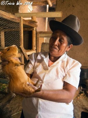 Guinea Pig Farm