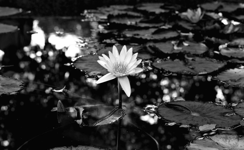 Water lilly