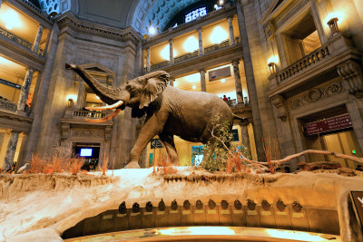 Natural History Museum