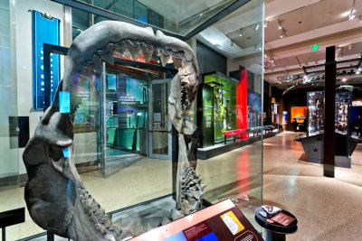 Natural History Museum