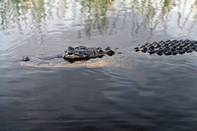 Florida Alligator