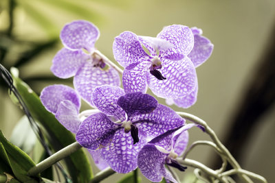 Purple Flowers