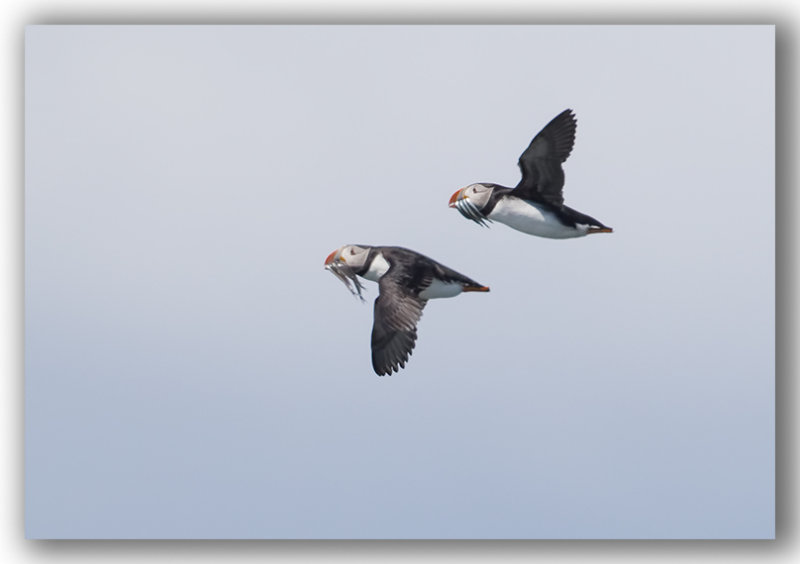 Atlantic Puffins/Macareux moines