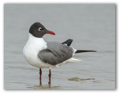 Laughing Gull/Mouette atricille, Bunche beach, Fl.