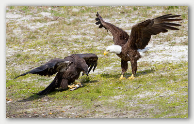 Bald Eagle/Pygargue  tte blanche, adulte et juvnile 2/3